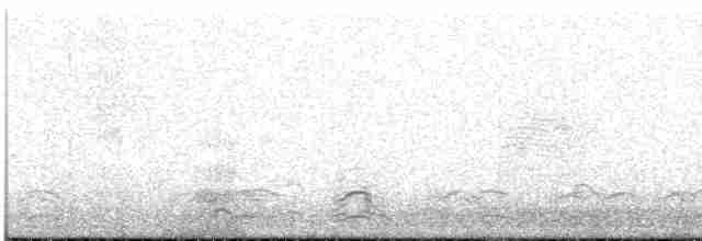 Snow Goose - ML494505681