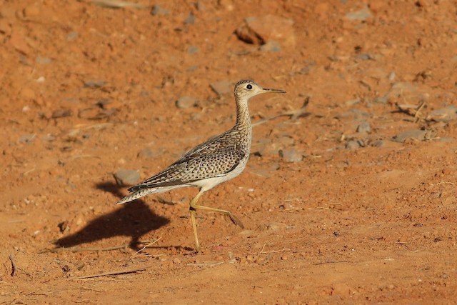 Possible Confusion species: Upland Sandpiper (<em class="SciName notranslate">Bartramia longicauda</em>). - Upland Sandpiper - 