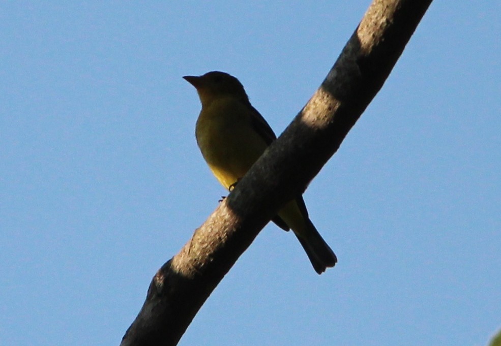 Western Tanager - ML49450921