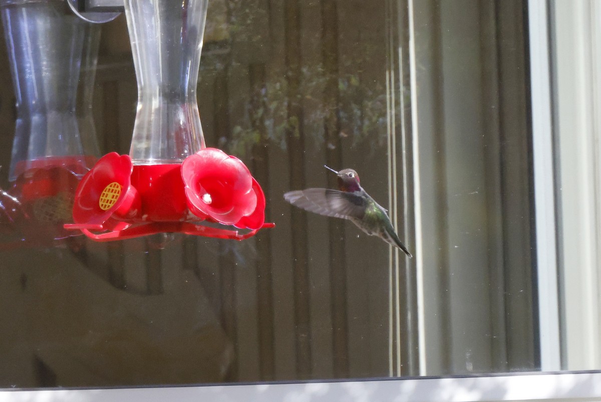 Anna's Hummingbird - ML494510611