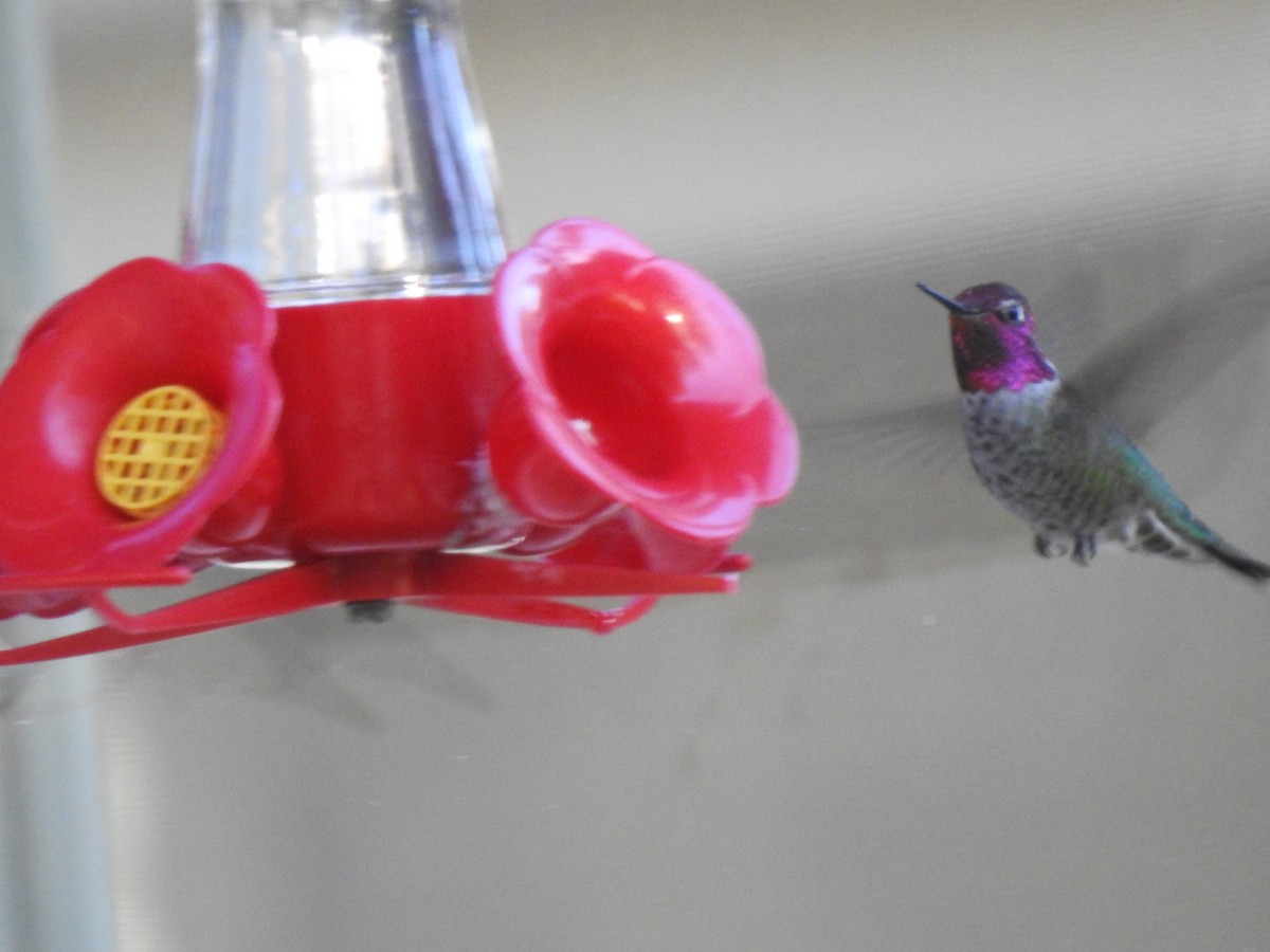 Anna's Hummingbird - ML494512731