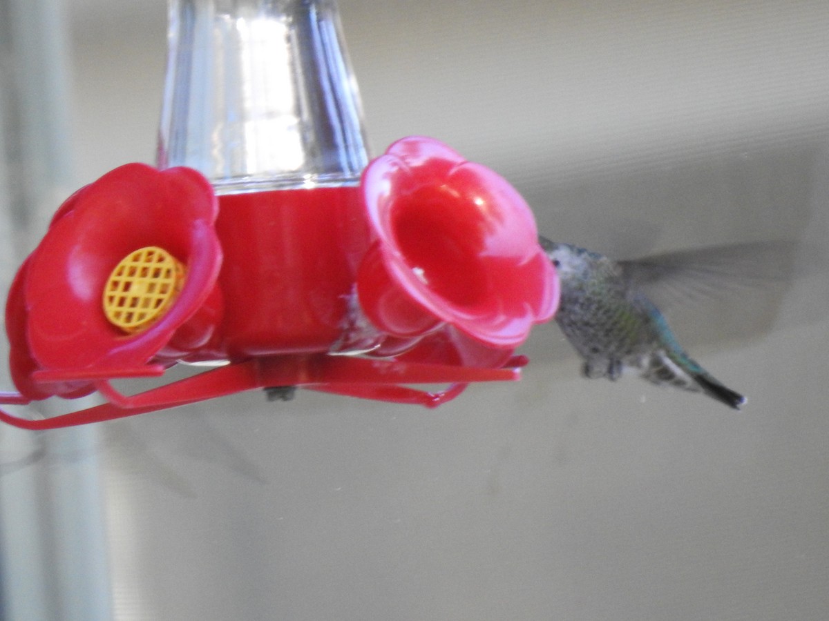Anna's Hummingbird - ML494512871