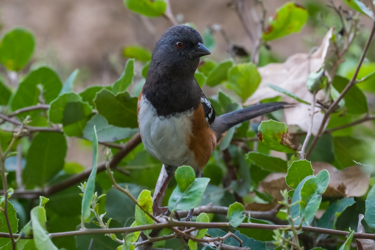 Spotted Towhee - ML494513671