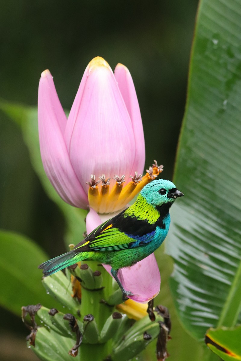 Green-headed Tanager - ML494517021