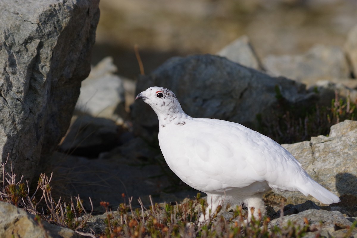 White-tailed Ptarmigan - ML494519901