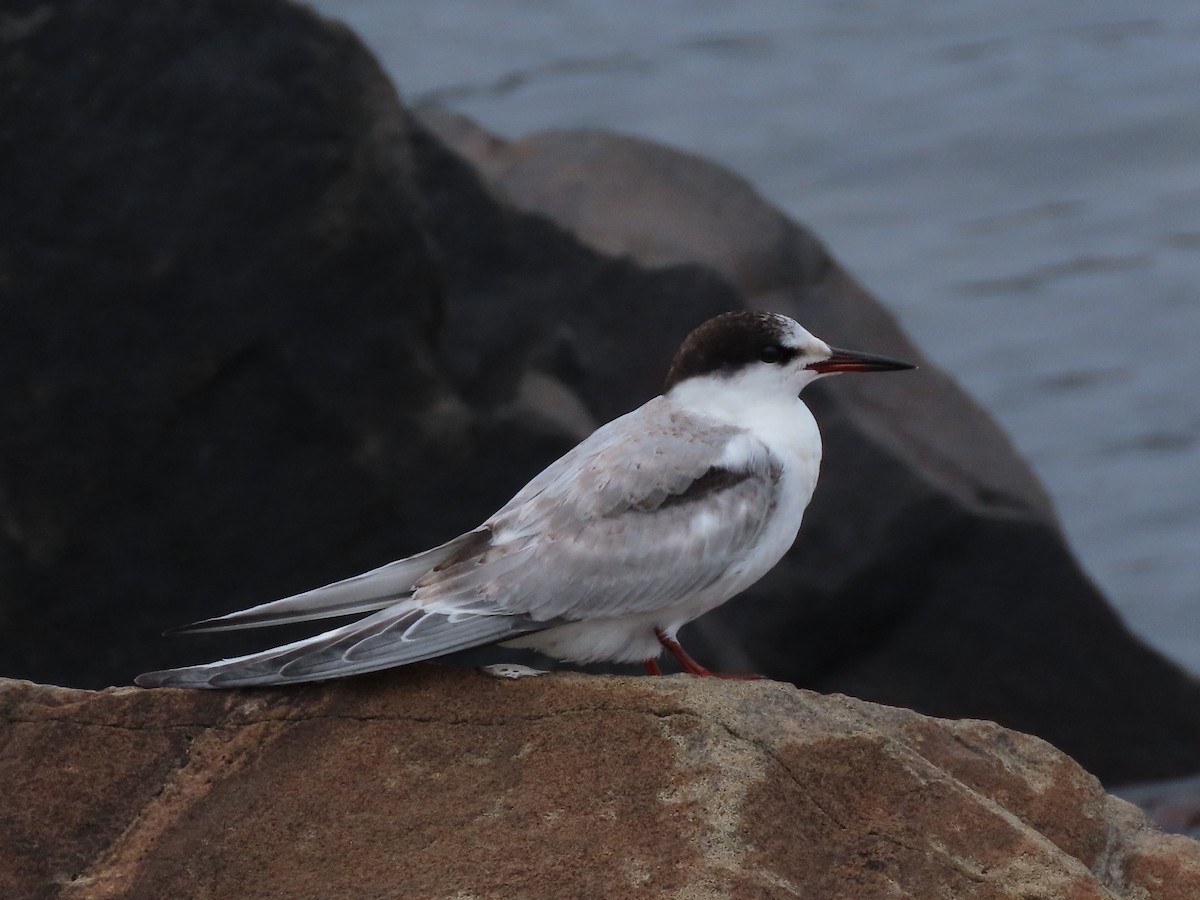 Common Tern - ML494520711