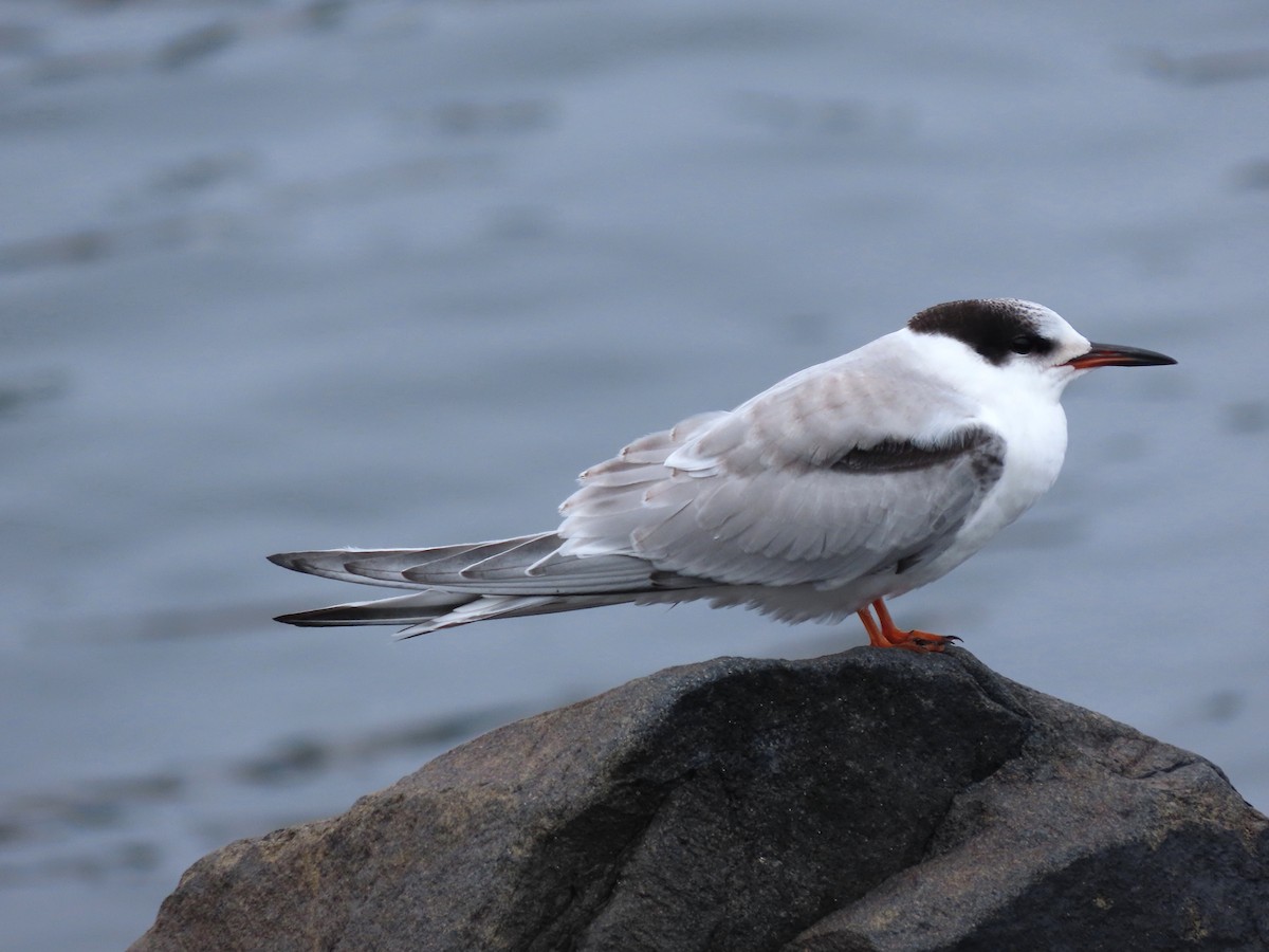 Common Tern - ML494520871