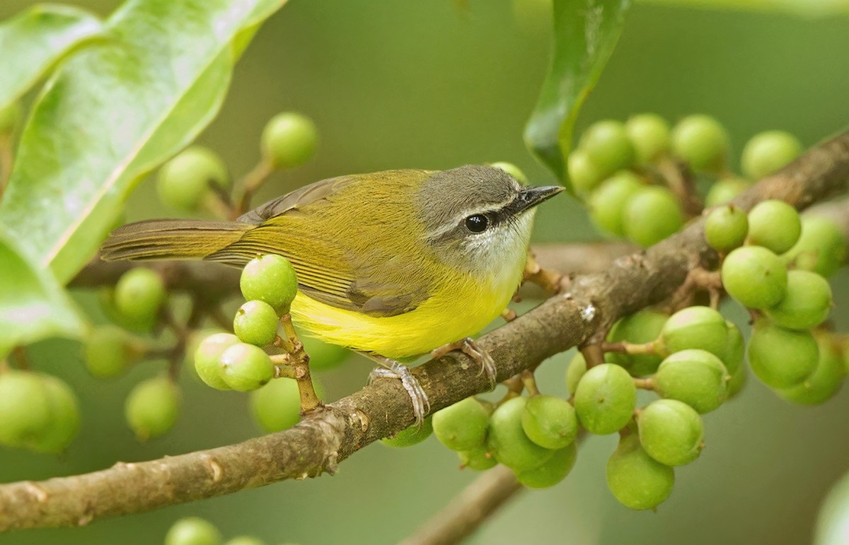 Yellow-bellied Warbler - David Irving