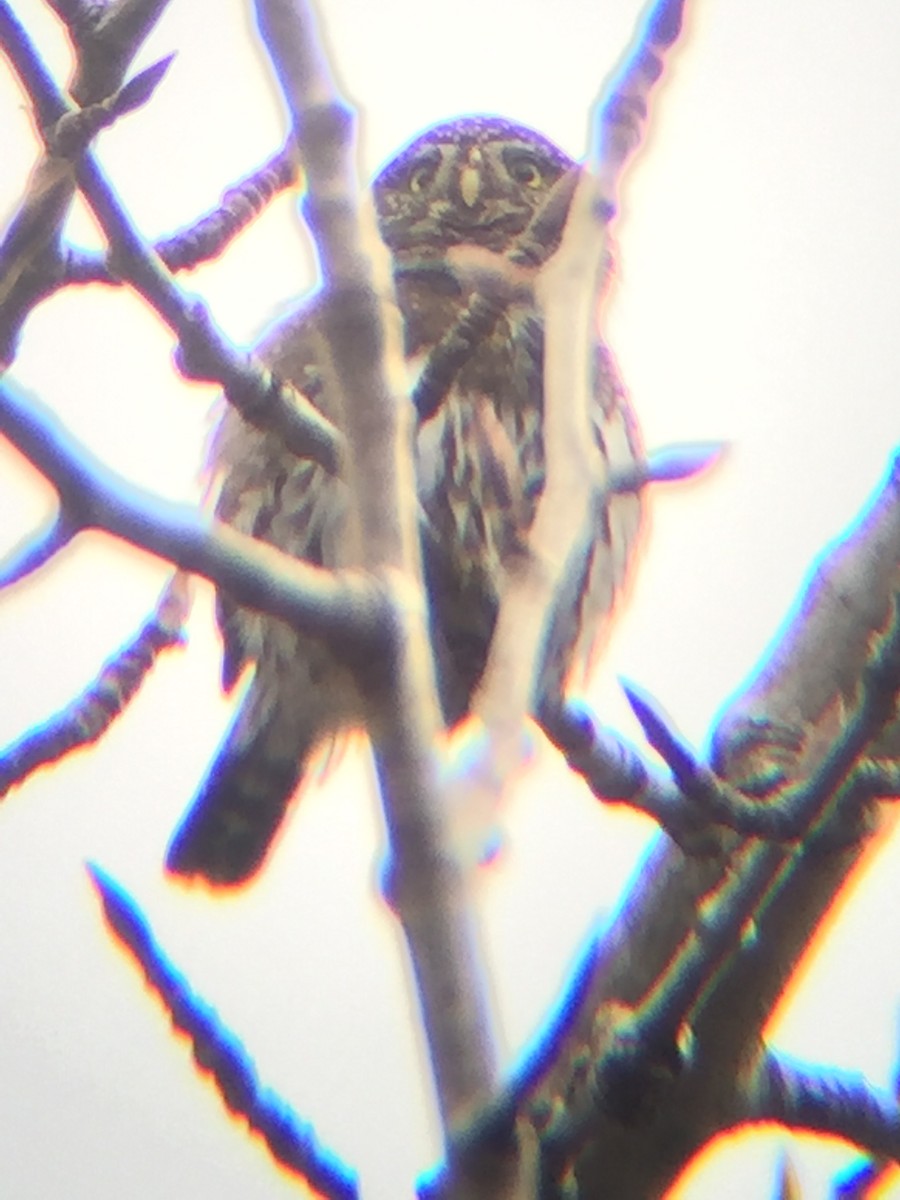 Northern Pygmy-Owl - ML49452551