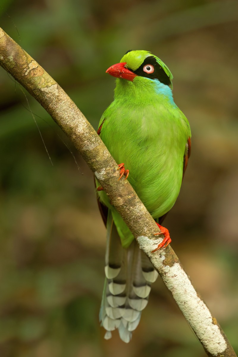 Urraca Verde de Borneo - ML494527241