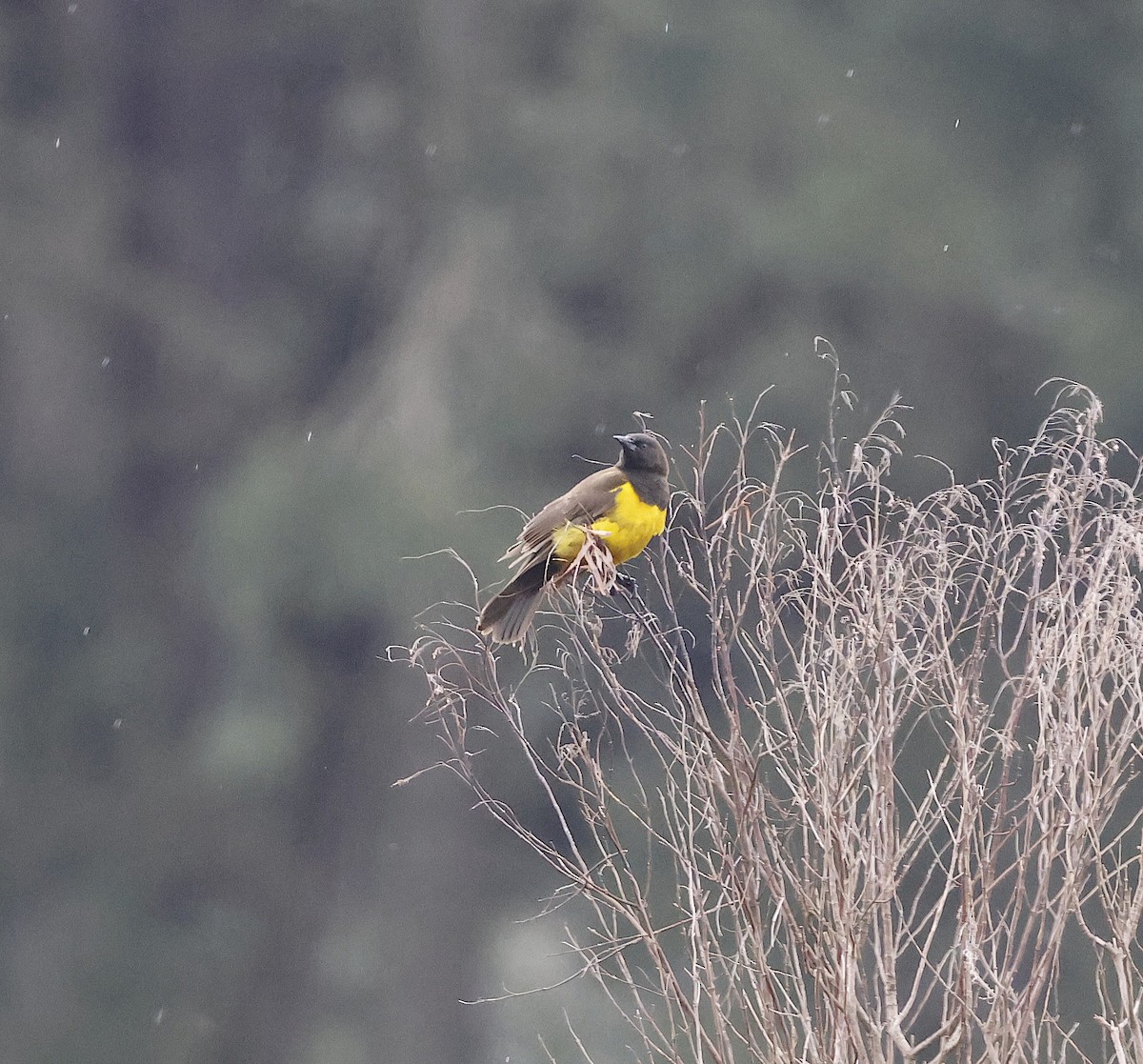 Yellow-rumped Marshbird - Mandy Talpas -Hawaii Bird Tours