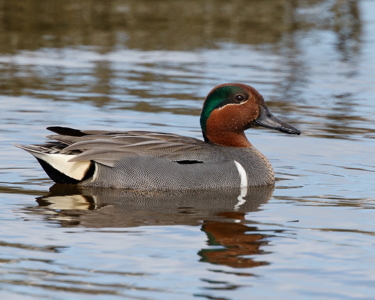 Green-winged Teal - Jeff Stacey