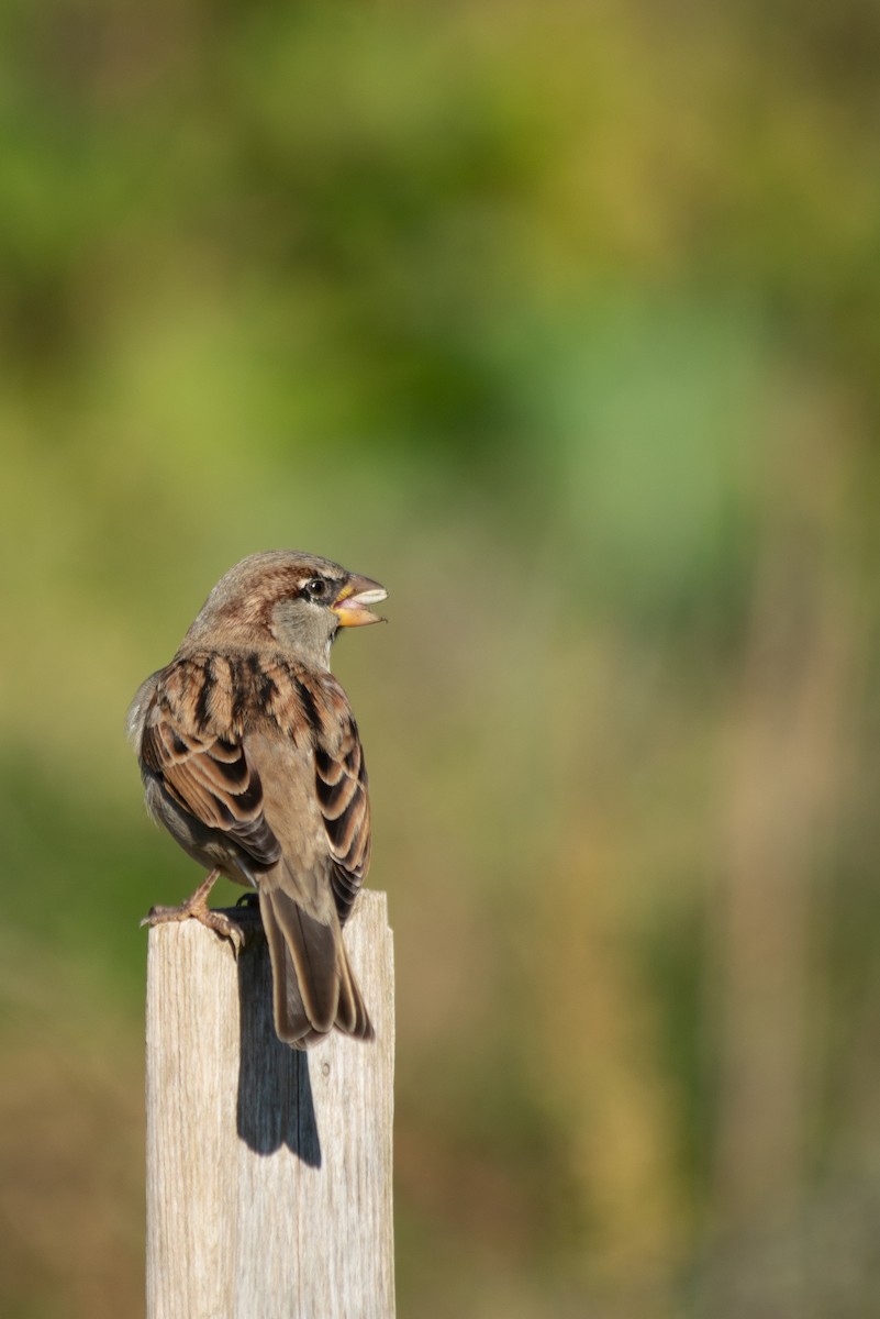 House Sparrow - nick landers