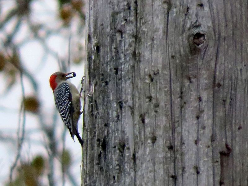 Red-bellied Woodpecker - ML494532381
