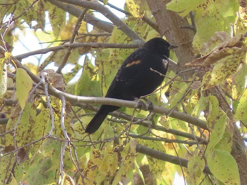 Red-winged Blackbird - ML494533011