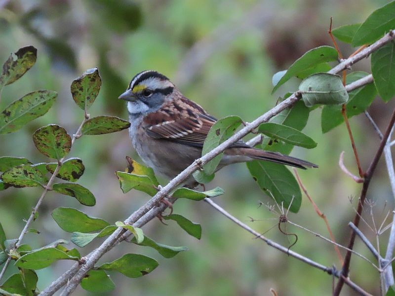 White-throated Sparrow - ML494534651