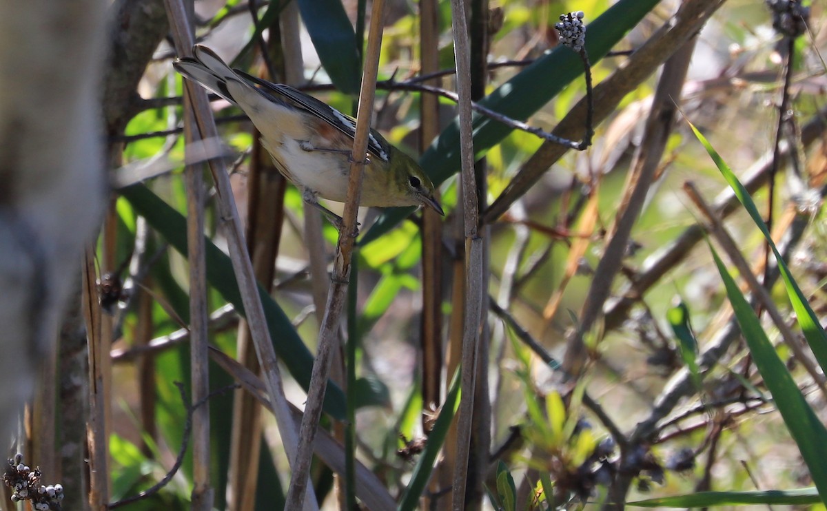 Bay-breasted Warbler - ML494535261