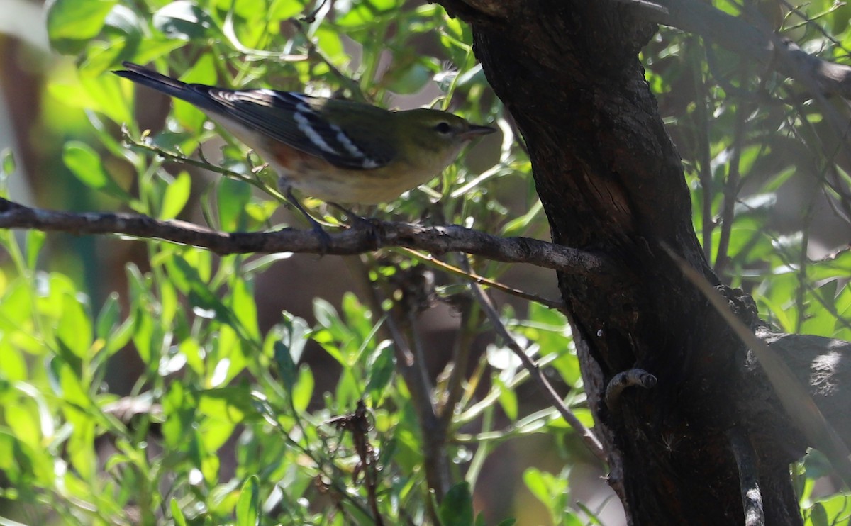 Bay-breasted Warbler - ML494535321