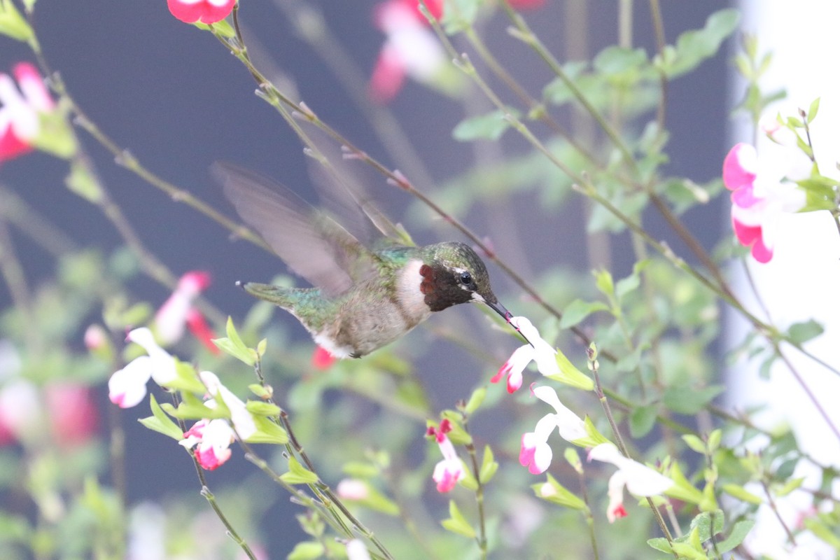 Ruby-throated Hummingbird - ML494540911