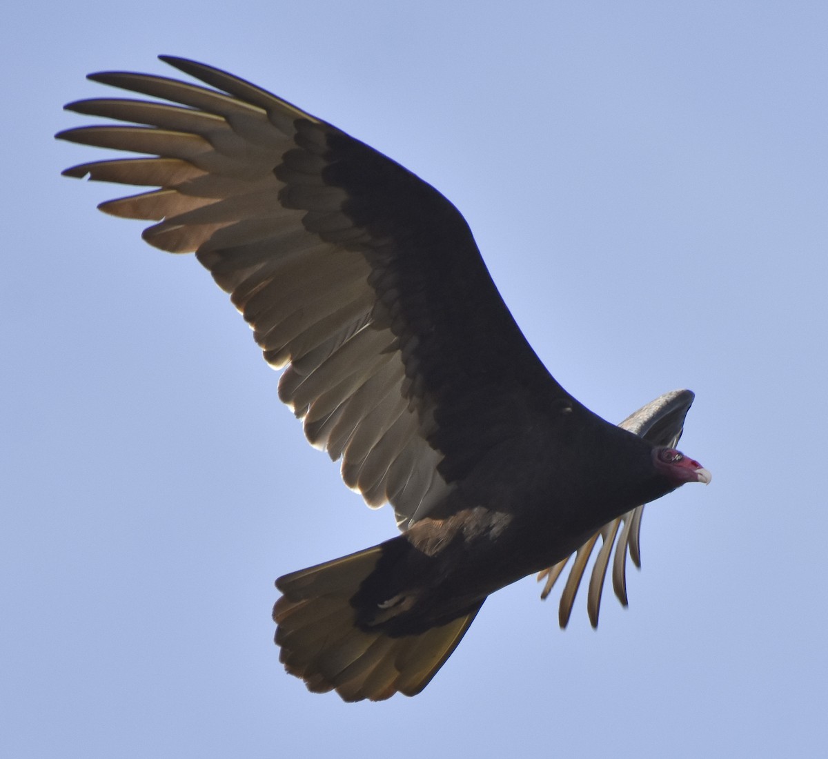 Turkey Vulture - Malcolm Gold