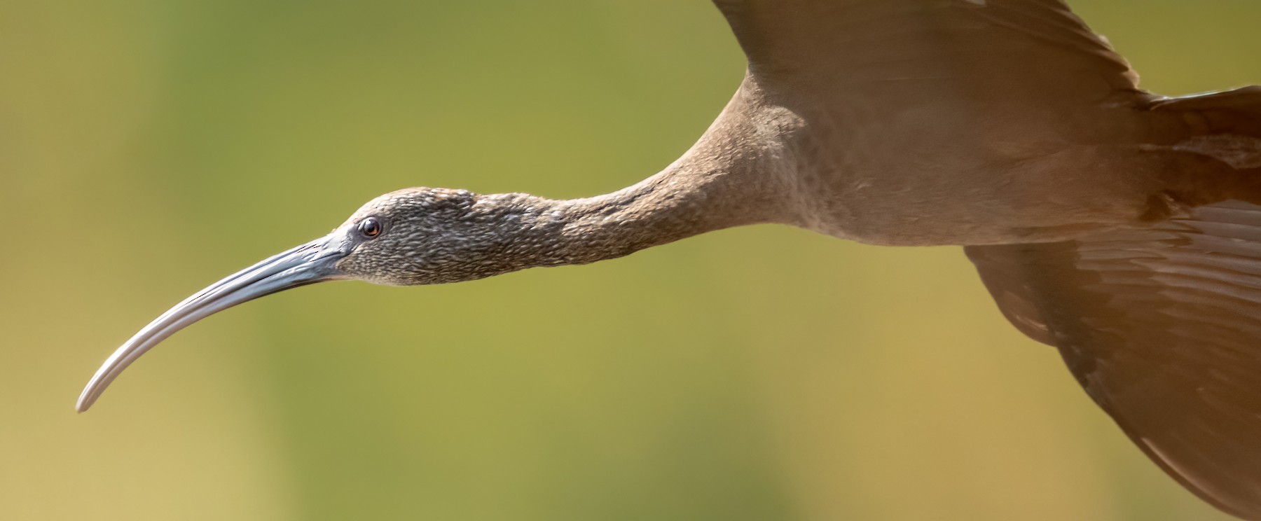 ブロンズトキ カオジロブロンズトキ Ebird