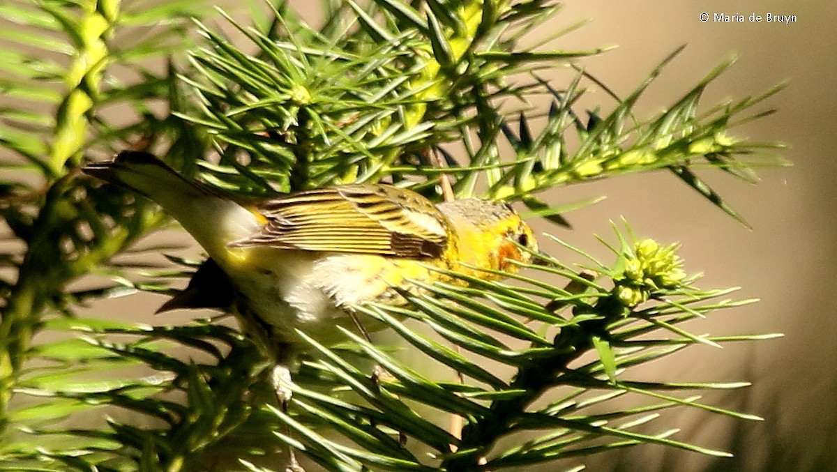 Cape May Warbler - ML49454851