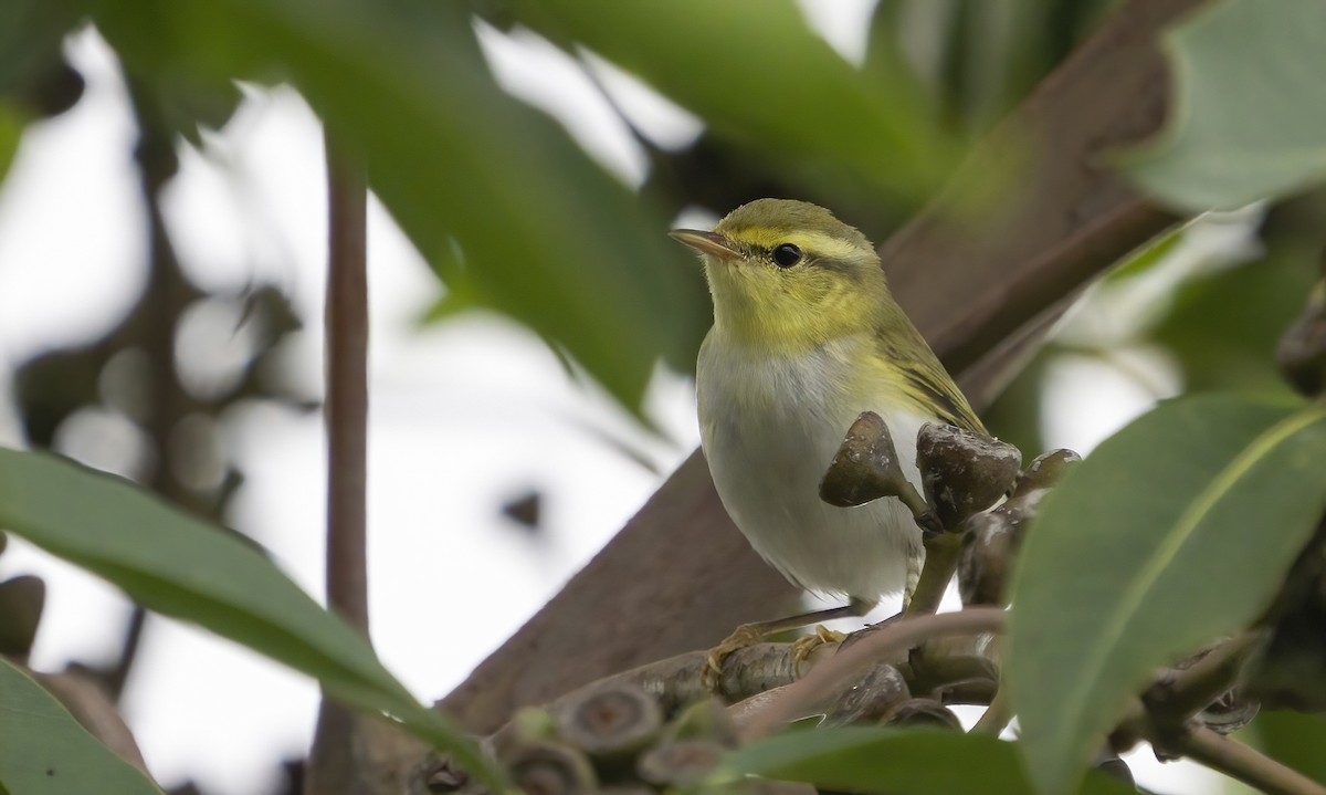 Wood Warbler - Anonymous