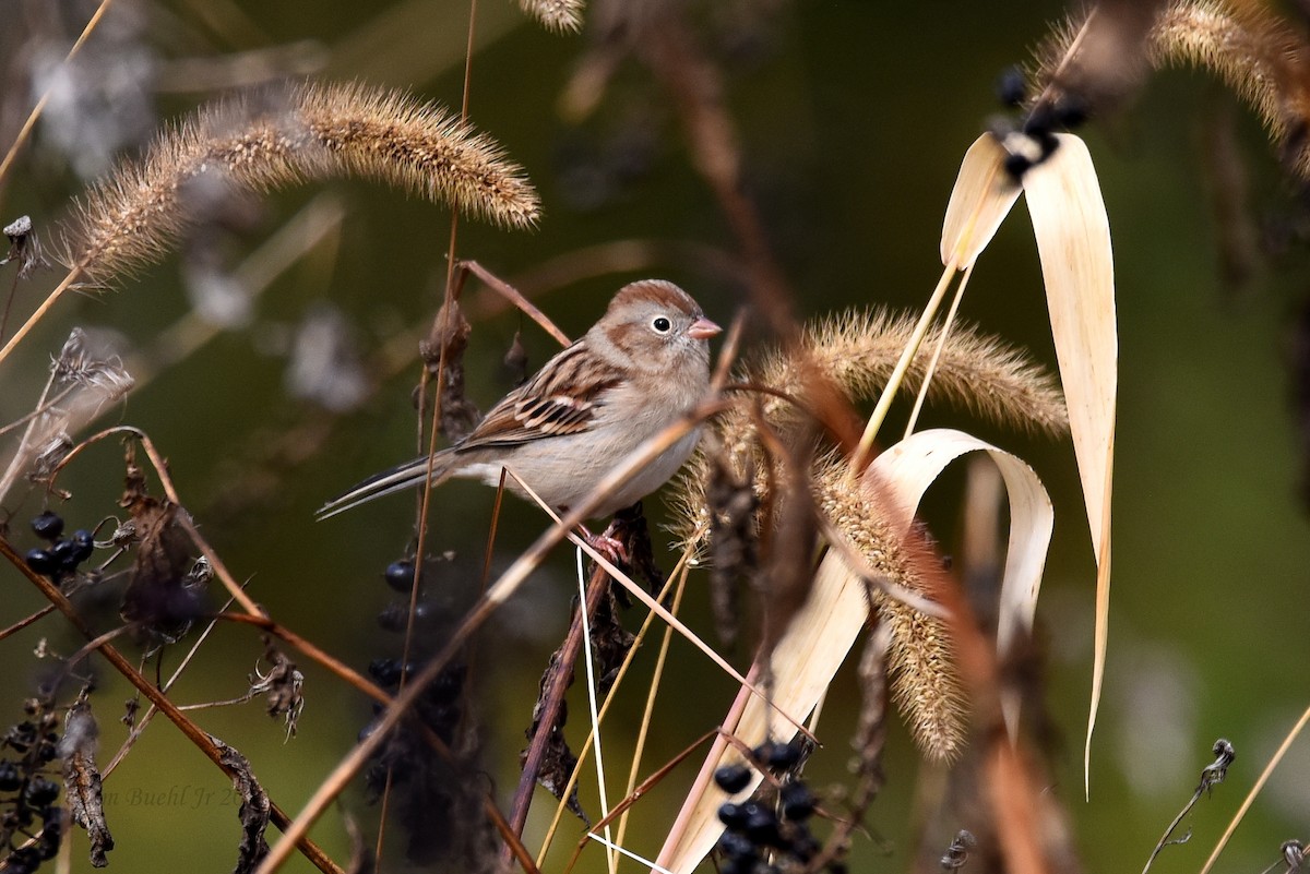 Field Sparrow - Tom Buehl Jr.