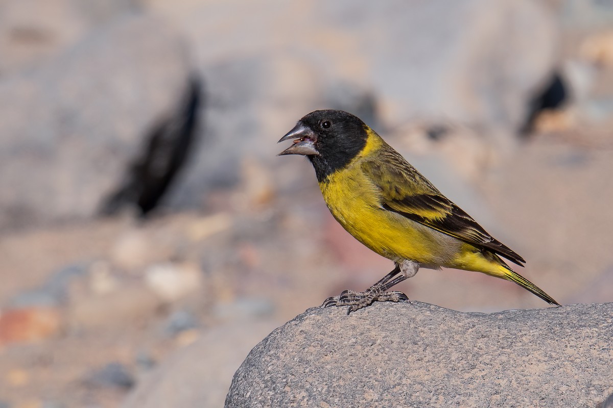 Thick-billed Siskin - Anonymous