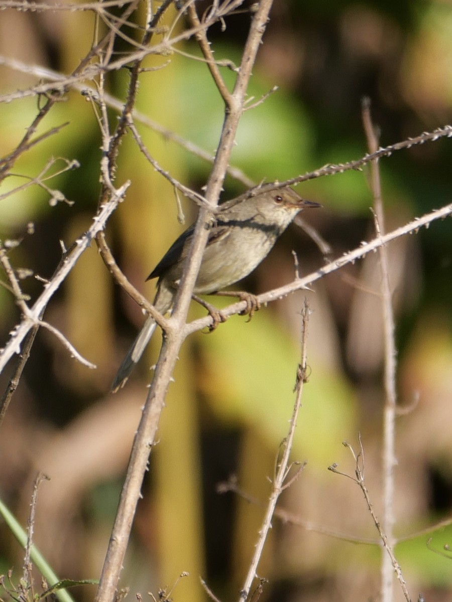 Madagascar Swamp Warbler - Chris Wills
