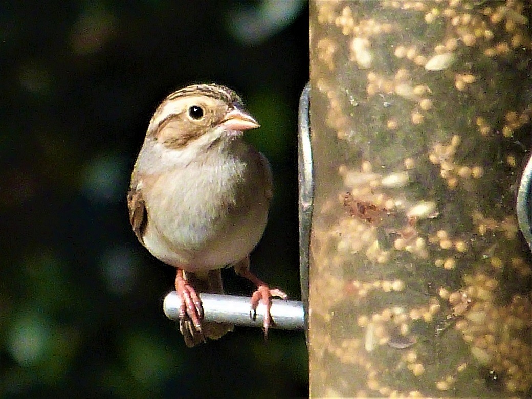 Clay-colored Sparrow - ML49457651