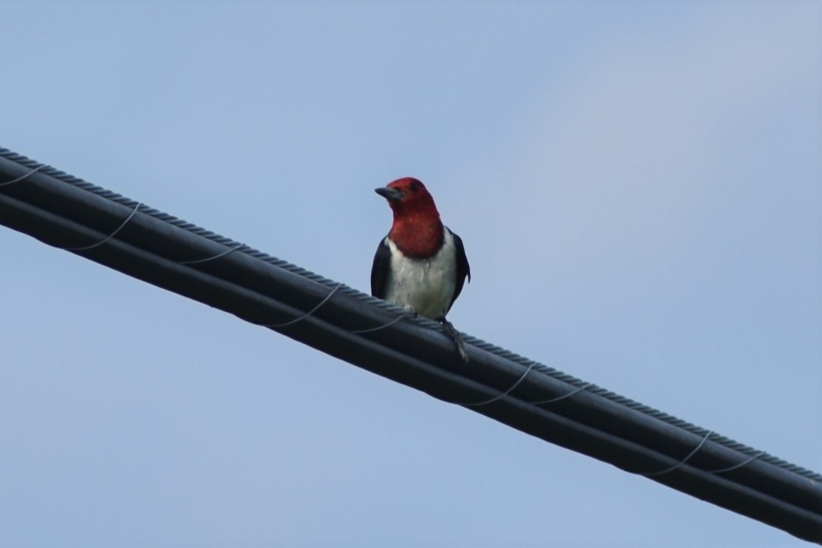 Red-headed Woodpecker - Jake Marquess