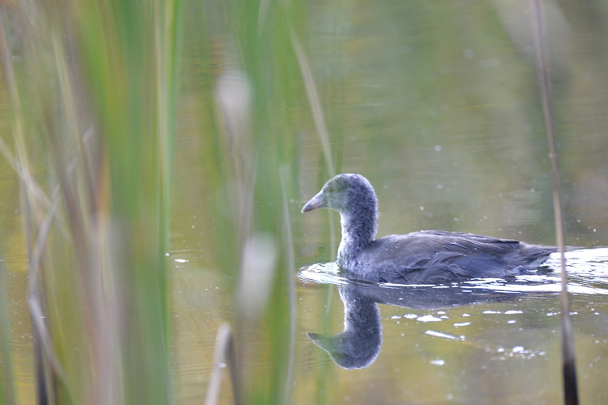American Coot (Red-shielded) - ML494580811