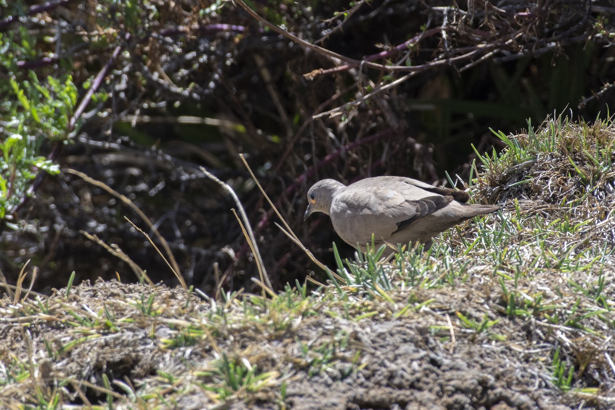 Black-winged Ground Dove - ML494588401