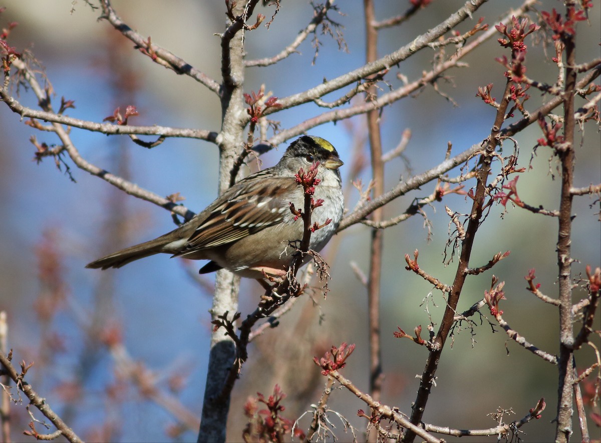 Golden-crowned Sparrow - Paul Fenwick