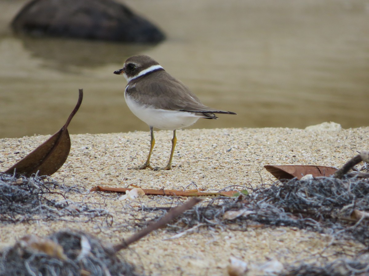 Semipalmated Plover - ML494588981