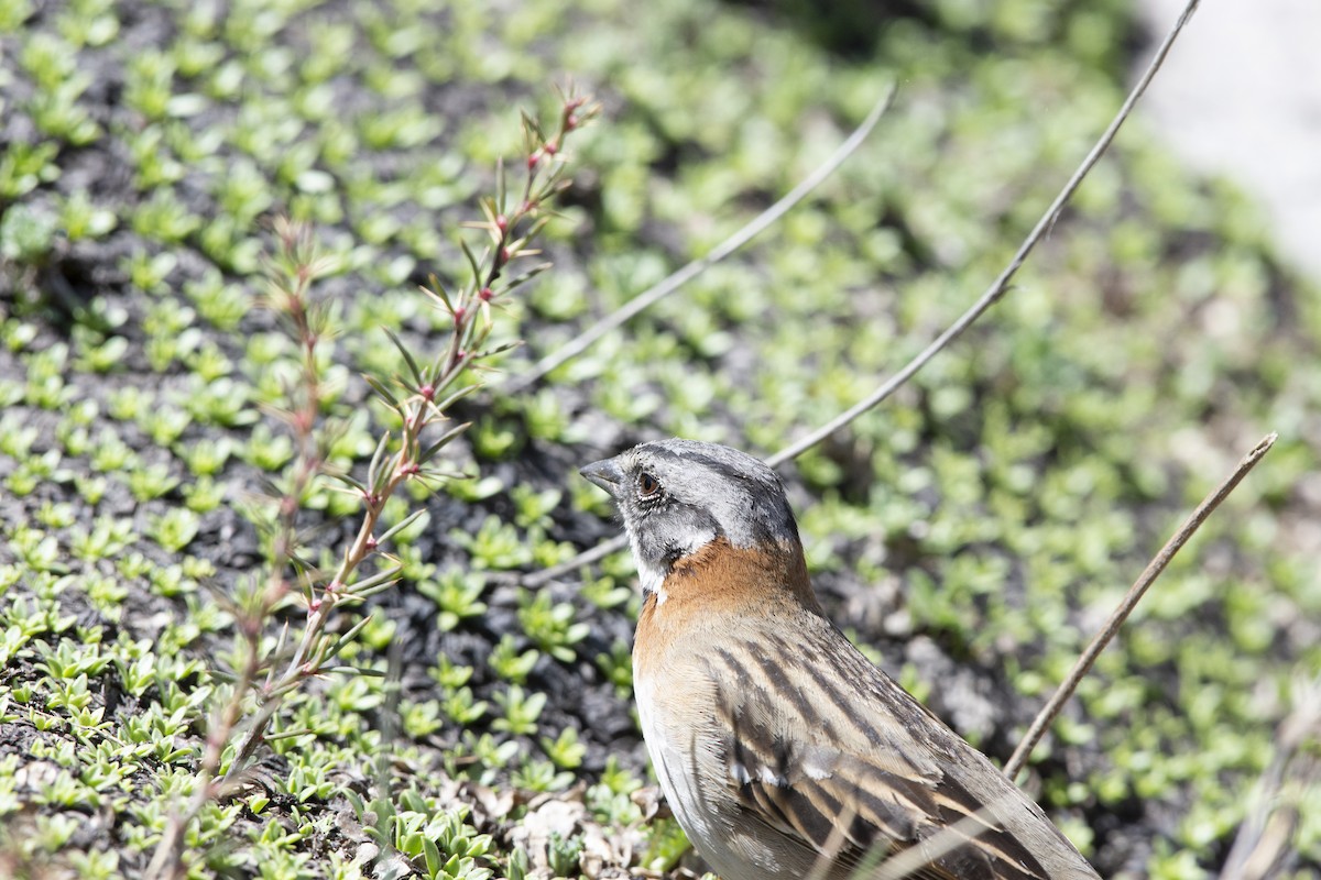 Rufous-collared Sparrow - ML494589601