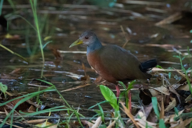 Gray-cowled Wood-Rail