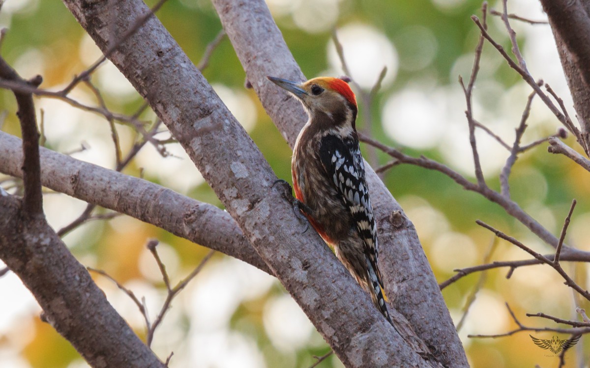Yellow-crowned Woodpecker - Mohith Shenoy