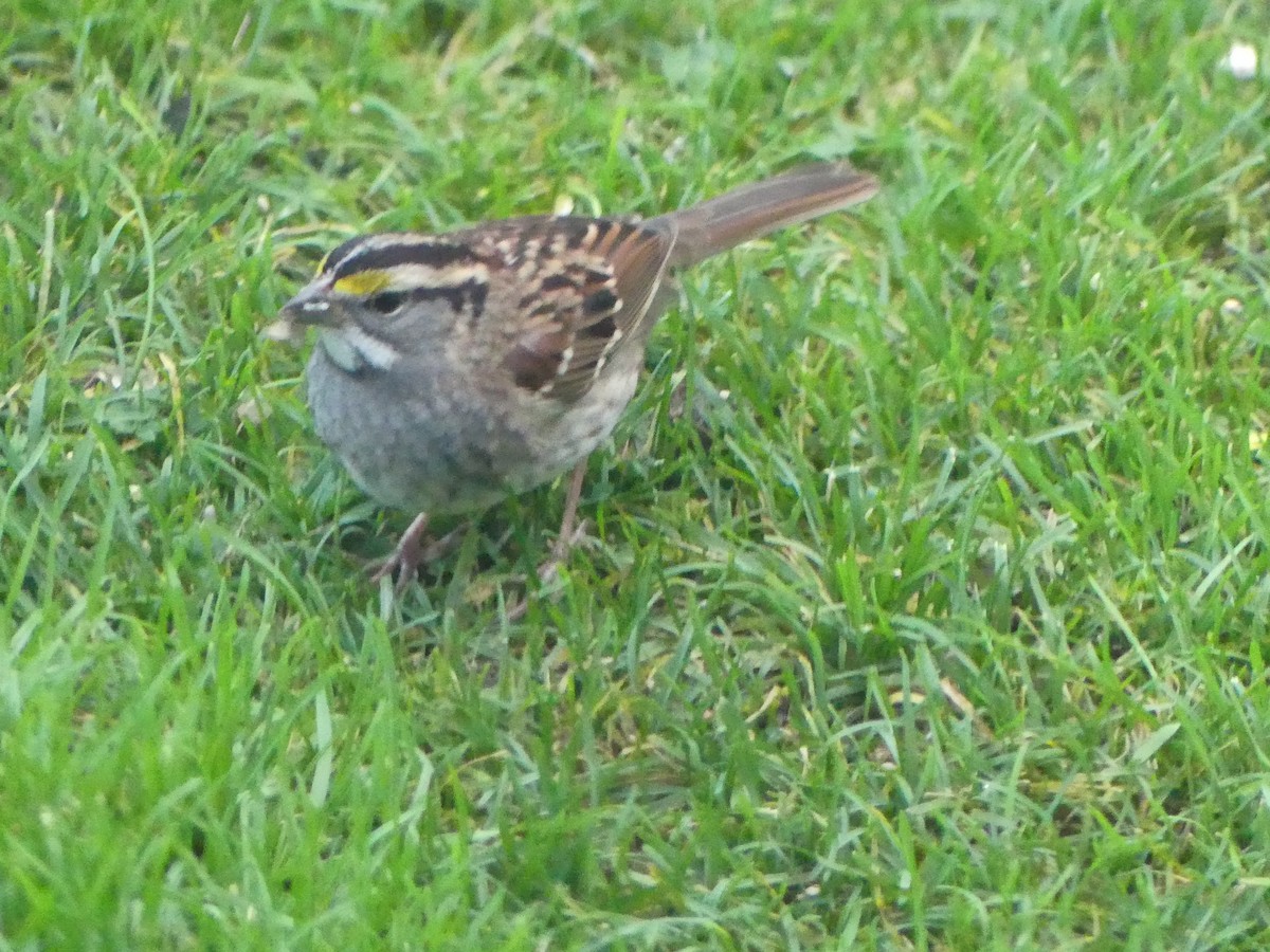 White-throated Sparrow - ML494592211