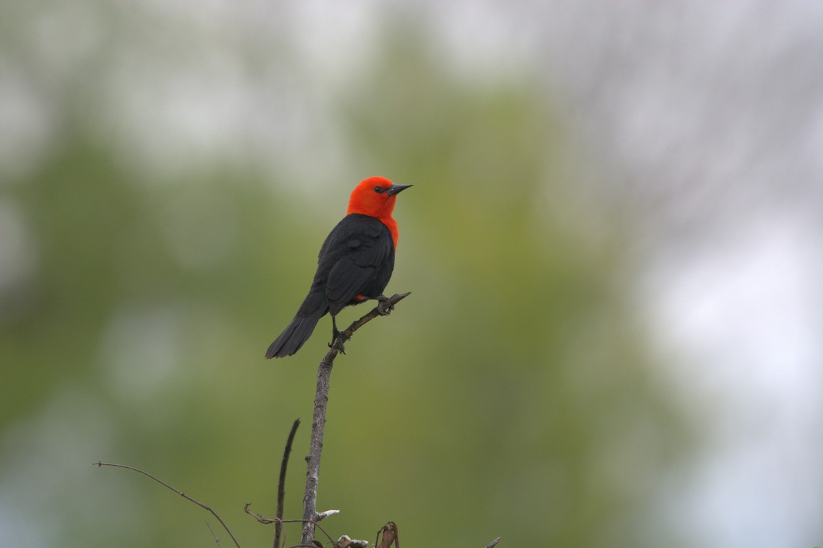 Scarlet-headed Blackbird - ML494594931