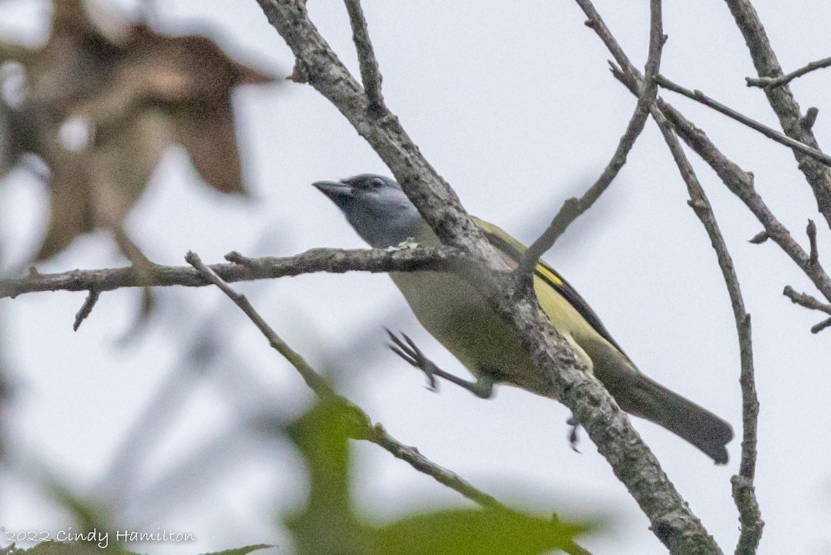 Yellow-winged Tanager - ML494604221