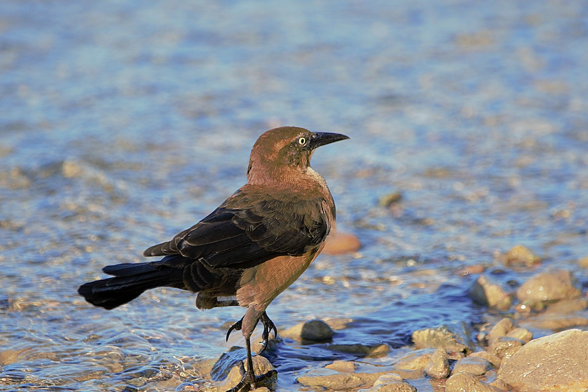 Great-tailed Grackle - ML494604651