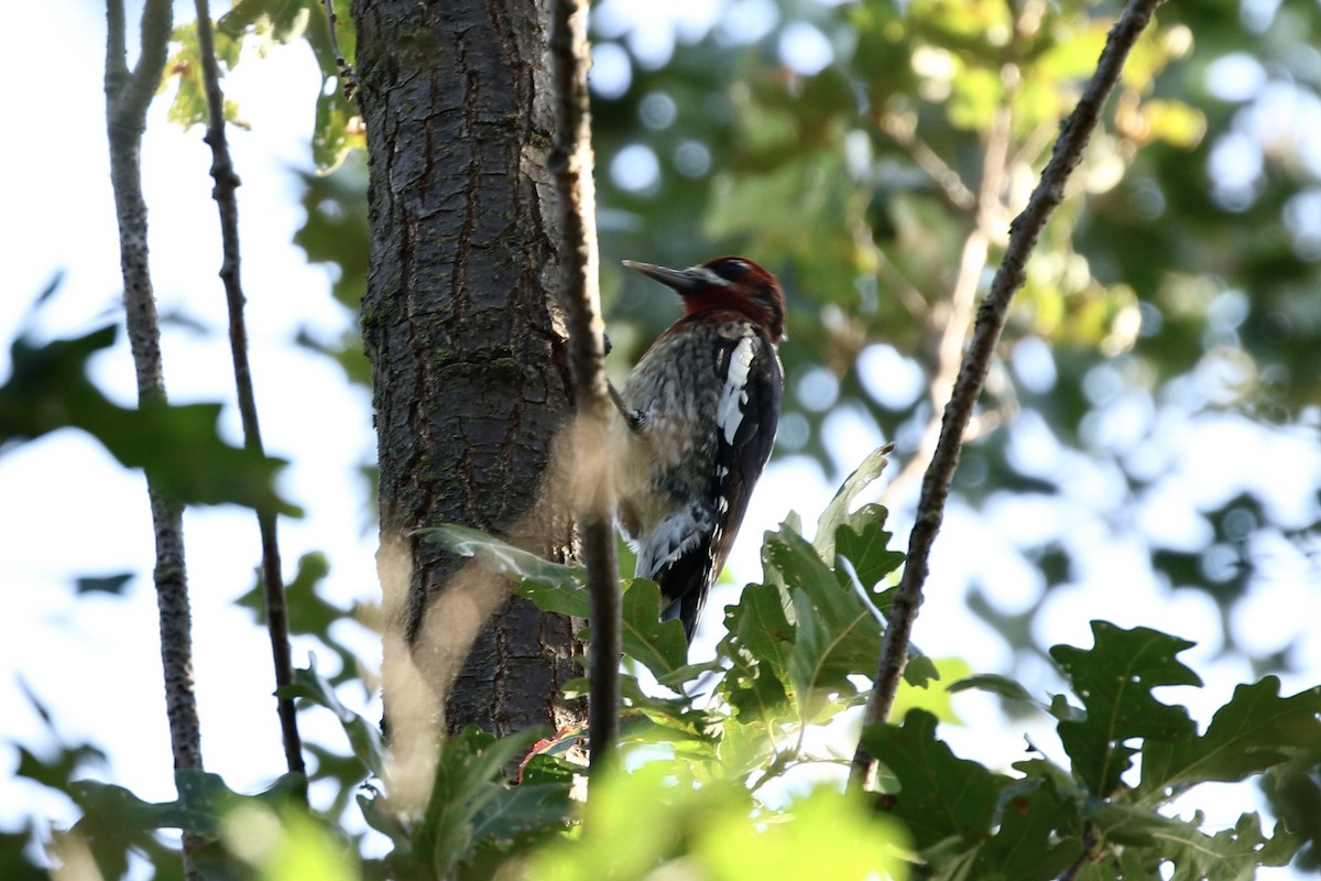 Red-breasted Sapsucker - ML494606171