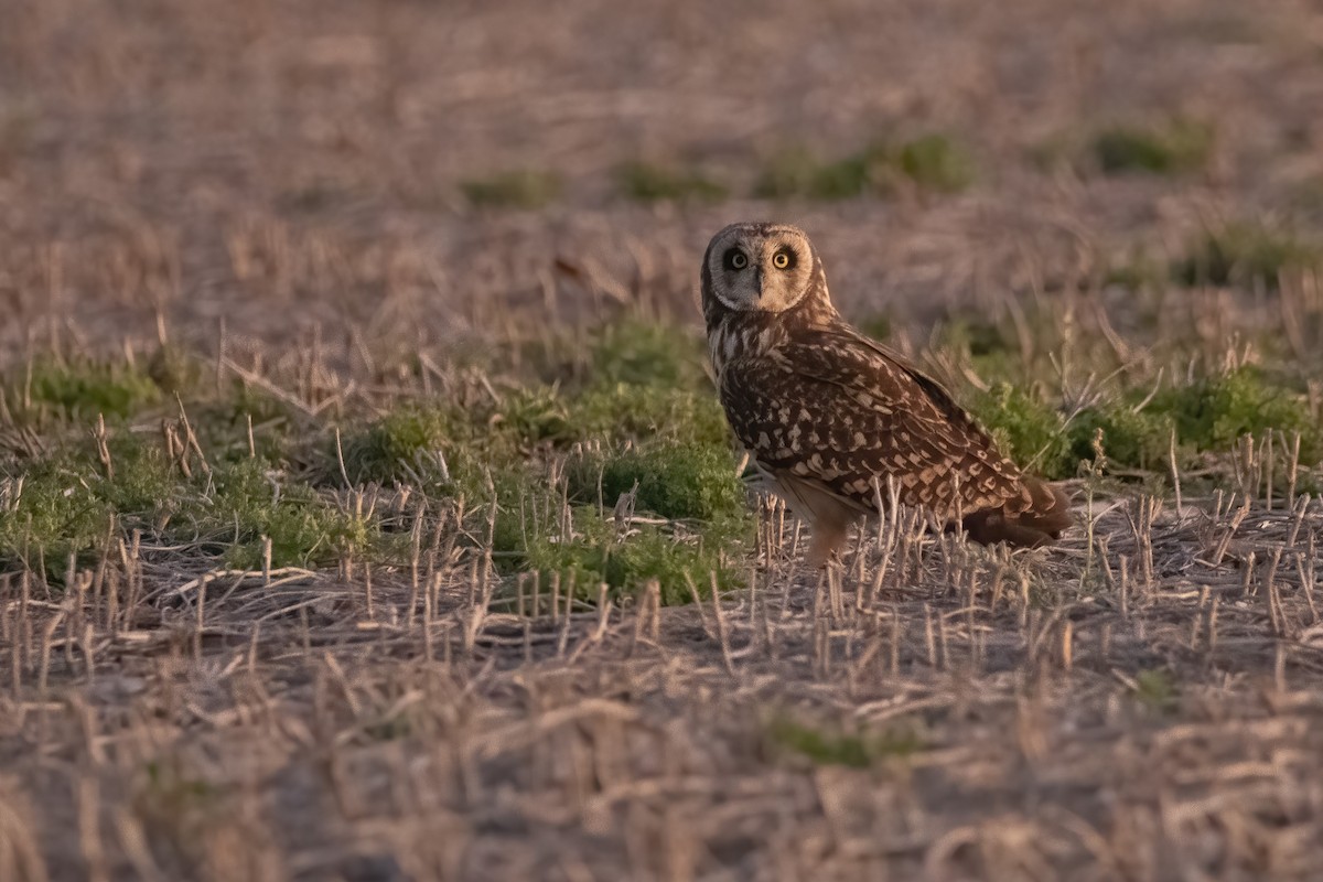 Short-eared Owl - ML494607361