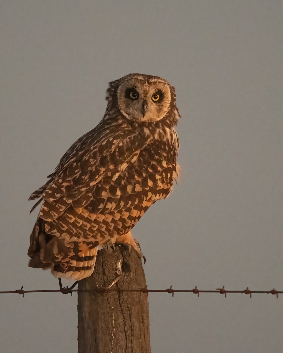 Short-eared Owl - ML494607371