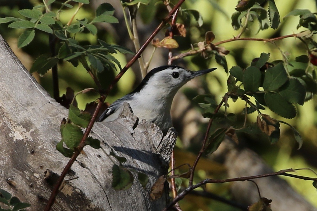 White-breasted Nuthatch - Roger Woodruff