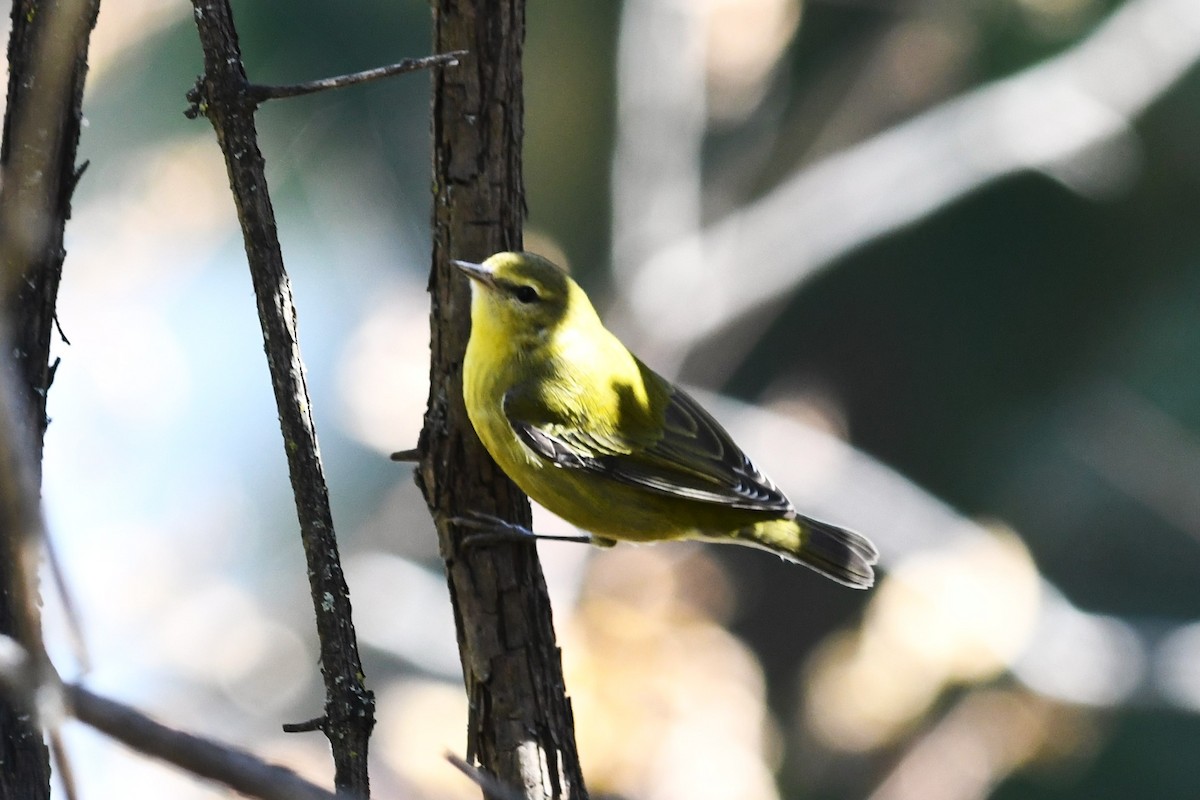 ML494610281 - Tennessee Warbler - Macaulay Library