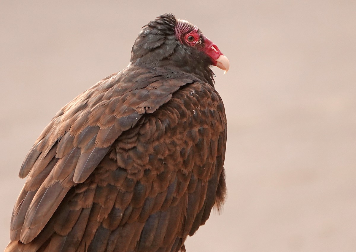 Turkey Vulture - Diane Drobka