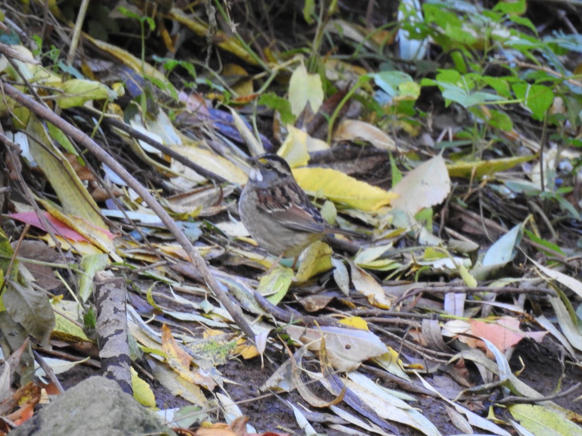 White-throated Sparrow - ML494617641